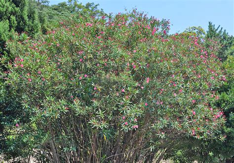 㚒竹桃|キョウチクトウとは｜育て方がわかる植物図鑑｜みんなの趣味の 